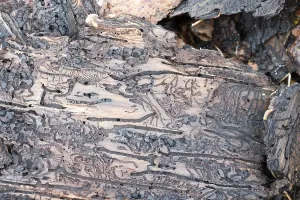 Coniferous Tree Death Prints: Tree bark infested with bark beetle
