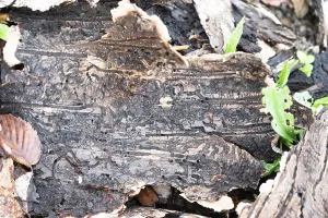 Coniferous Tree Death Prints: Tree bark infested with bark beetle