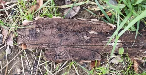 Forest Decline In Germany Prints: Tree bark infested with bark beetle