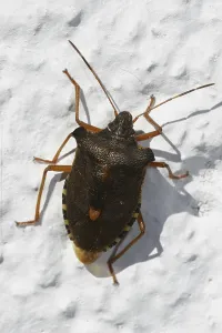 Shield Bug Prints: Tree bug (Carpocoris fuscispinus)