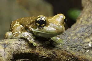 Batrachian Wildlife Images Prints: Tree cave toad tree frog