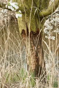 Beaver Feeding Marks Prints: Tree damage