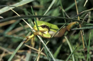 Tree Frog Print - Amphibian Nature Photography