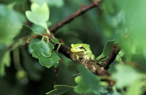 Amphibian Wildlife Images Prints: Tree frog