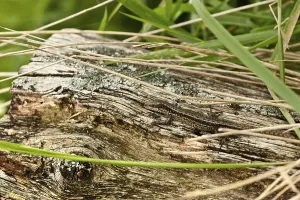 Uninhabited Desert Scene Prints: Tree lizard