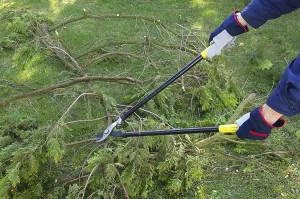 Tree Pruning Prints: Tree pruning, tree cutting