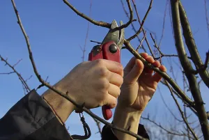 Tree Pruning Prints: Tree pruning, tree cutting