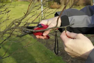 Tree Pruning Prints: Tree pruning, tree cutting