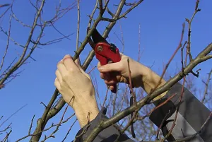Tree Pruning Prints: Tree pruning, tree cutting