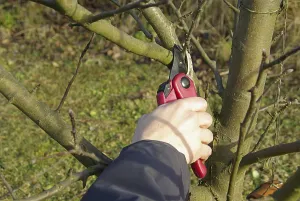 Tree Pruning Prints: Tree pruning, tree cutting