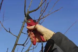 Tree Pruning Prints: Tree pruning, tree cutting