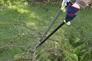 Tree Pruning Prints: Tree pruning, tree cutting