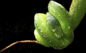 Constrictor Snake Species Prints: Tree python hanging on the branch