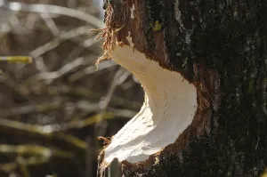 Tree Trunk Bite Marks Prints: A tree trunk with clear bite marks