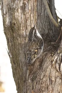 Deserted Bird Prints: Treecreeper