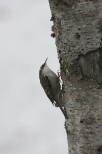 Deserted Forest Wildlife Scene Prints: Treecreeper