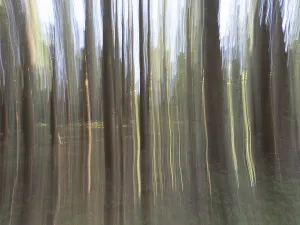 Old World Rodent Prints: Trees in the forest, dragging effect
