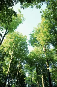 Spring Forest Prints: Trees in spring, deciduous tree