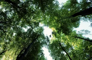 Deserted Deciduous Forest Scene Prints: Trees in spring, deciduous tree