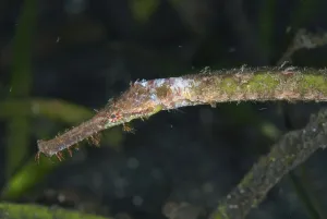 Marine Animal Portraits Prints: Triangular pipefish, Triangular alligator pipefish