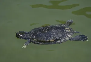 European Reptile Prints: Turtle