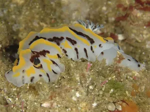 Sea Creatures In The Wild Prints: Two-coloured Halgerda (Halgerda dichromis)