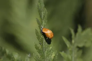 Beetle Wildlife Photography Prints: Unknown beetle