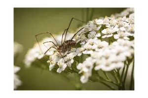 Arachnid Images Prints: Unknown spider