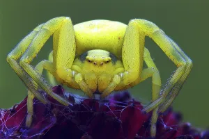 Wildlife Photography Arthropods Prints: Variable crab spider