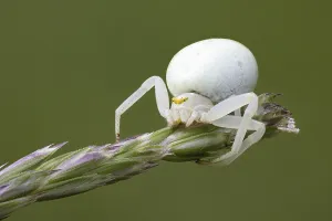 Flower Crab Spider Prints: Variable Crab Spider Print
