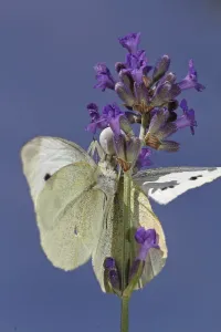 Wildlife Scene Prints: Variable crab spider