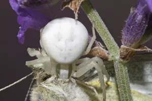 Crab Spider Prints: Variable crab spider