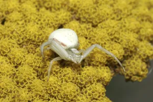 Animal In The Wild Images Prints: Variable crab spider