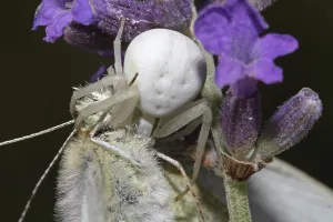 Crab Spider Prints: Variable crab spider