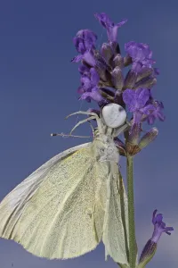 Wild Animal Hunting Prints: Variable crab spider
