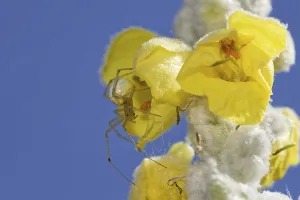 Arthropod In Natural Environment Prints: Variable crab spider