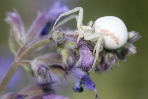 Crab Spider Prints: Variable crab spider