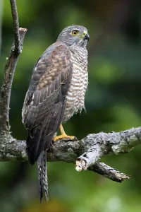 Australian Bird Of Prey Prints: Variable Goshawk (Accipiter hiogaster)