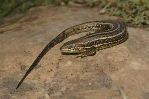 Wildlife Reptile Prints: Variable skink