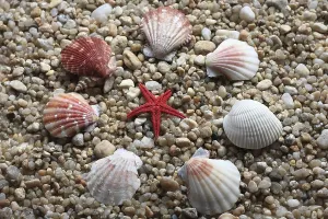 Red Starfish Prints: Various shells, including pilgrim shells