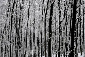 Snow Covered Trees Europe Prints: Vertical tangle of tree trunks in a wintry beech forest