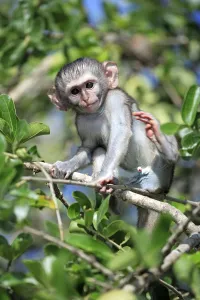 Nature Reserve Animals RSA Prints: Vervet monkey (Cercopithecus aethiops)