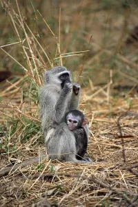 Old World Monkeys Pictures Prints: Vervet monkey (Cercopithecus aethiops)