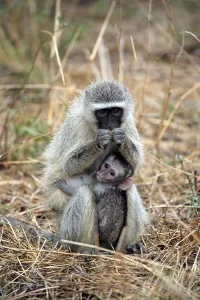 Catarrhine Primate Species Prints: Vervet monkey (Cercopithecus aethiops)