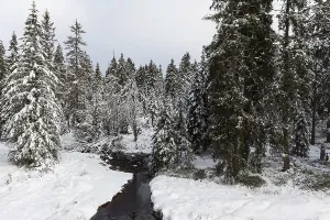 Frozen Water Body Germany Prints: View of a stream from the Oderteich circular hiking trail