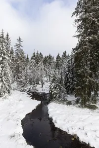 Snowy Forest View Prints: View of a stream from the Oderteich circular hiking trail