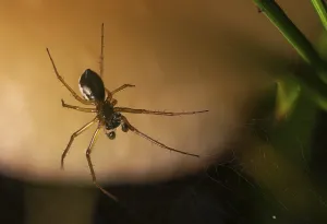 Spider Web Photography Prints: View of the underside of a small spider in its web against a light background