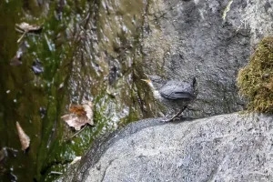 Juvenile Bird Behavior Prints: White-breasted dipper (Cinclus cinclus)