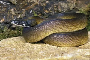 Constrictor Snake Species Prints: White-lipped python, liasis albertisi