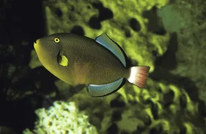 Saltwater Fish Prints: Widow triggerfish, redtail triggerfish